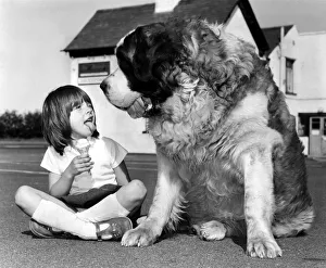 Animals Dogs Jason the St Bernard May 1980 Jason the St Bernard is a contender for Animals Dogs Jason the St Bernard May 1980 Jason the St Bernard is a contender for