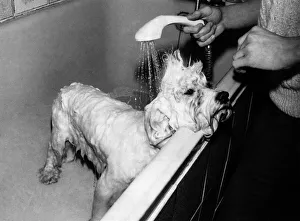 Animals Dogs. Life's no joke for Persan Make Mine Mink (or Mr Spud) when there' Animals Dogs. Life's no joke for Persan Make Mine Mink (or Mr Spud) when there'