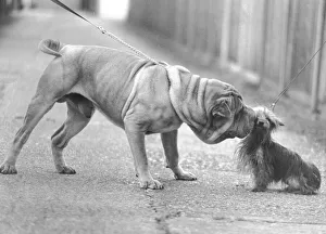 Animals Dogs November 1981 Humour Chinese Shar Pei Dog (large dog Animals Dogs November 1981 Humour Chinese Shar Pei Dog (large dog