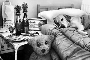 Images Dated 18th January 1986: Animals - Dogs - Pets Dog in bed with bedside table of goodies at Elmwood Kennels
