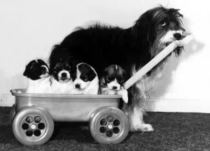 Animals - Dogs Pippin Pippin the English Sheepdog with her pups in a cart Animals - Dogs Pippin Pippin the English Sheepdog with her pups in a cart