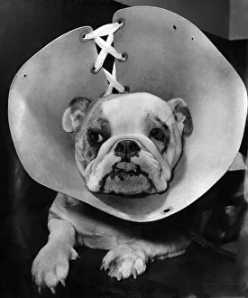 Animals: Dogs. Sheela - after face-lifting operation with hood on to prevent her rubbing Animals: Dogs. Sheela - after face-lifting operation with hood on to prevent her rubbing