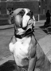 Animals Dogs. This is Tim the three-year-old boxer dog who was a distinguished patient Animals Dogs. This is Tim the three-year-old boxer dog who was a distinguished patient