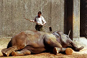 Animals - Elephants Elephant being brushed down as he takes a nap March 1989 Animals - Elephants Elephant being brushed down as he takes a nap March 1989
