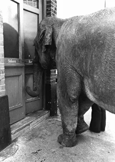 Animals Elephants Maureen the Elephant is a regular in the Falcon Pub Animals Elephants Maureen the Elephant is a regular in the Falcon Pub