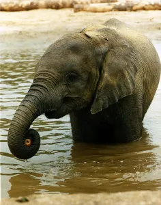 Animals Elephants Shaba the four year old African elephant at Windsor Safari Park cools Animals Elephants Shaba the four year old African elephant at Windsor Safari Park cools