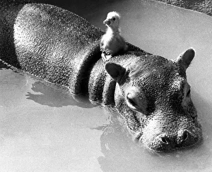 Animals friendships Hippo Gosling March 1973 Tommy the gosling who is 5 days old Animals friendships Hippo Gosling March 1973 Tommy the gosling who is 5 days old