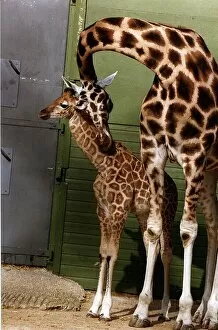 Images Dated 24th May 1995: Animals Giraffes May 1995