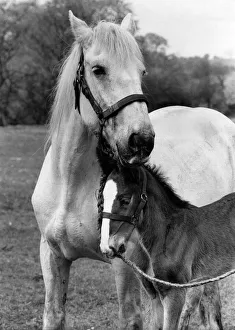Animals: Horses. 11 day old as yet unnamed foal and foster mum Clarissa are thriving Animals: Horses. 11 day old as yet unnamed foal and foster mum Clarissa are thriving