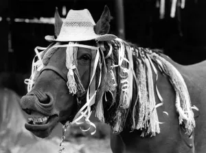 Animals - Horses: Horse called boy George. September 1984 P001903 Animals - Horses: Horse called boy George. September 1984 P001903