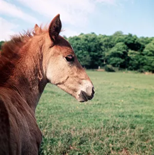 Animals - Horses - Mares and Foals Foals and Ponies in Herefordshire June Animals - Horses - Mares and Foals Foals and Ponies in Herefordshire June
