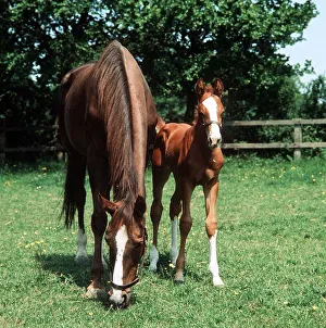 Animals - Horses - Mares and Foals Mare and Foal March 1980 A©Mirrorpix Animals - Horses - Mares and Foals Mare and Foal March 1980 A©Mirrorpix