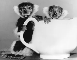 Animals Lemurs. Two week old Ruffled Lemursstand behind a tea pot at Howletts Zoo in Kent Animals Lemurs. Two week old Ruffled Lemursstand behind a tea pot at Howletts Zoo in Kent