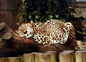 Animals - Leopard Leopard asleep at London Zoo March 1989 Animals - Leopard Leopard asleep at London Zoo March 1989