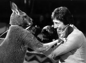 Animals Marsupals Kangaroo Sacha Distel Singer and Entertainer Sacha Distel takes Animals Marsupals Kangaroo Sacha Distel Singer and Entertainer Sacha Distel takes