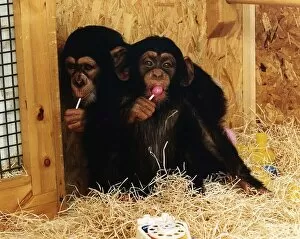 Images Dated 24th August 1994: Animals Monkey Young Chimpanzees huddled together in a monkey house sucking lolly pops