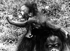 Animals - Monkeys - Apes - Orang-utan - Gestures 6 month old orang-outan Bella Animals - Monkeys - Apes - Orang-utan - Gestures 6 month old orang-outan Bella