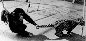 Animals Monkeys Chimpanzee Cats Leopard Topaz the Chimp pulls the tail of Luke Animals Monkeys Chimpanzee Cats Leopard Topaz the Chimp pulls the tail of Luke