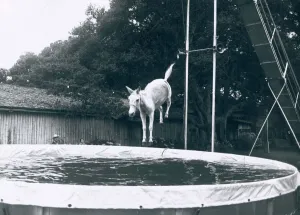 Animals Mules. Sue the Mule jumps 15 metres into a pool from a high board Animals Mules. Sue the Mule jumps 15 metres into a pool from a high board