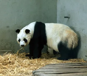 Animals - Pandas Panda - April 1972 Chi Chi the giant panda at London Zoo Animals - Pandas Panda - April 1972 Chi Chi the giant panda at London Zoo