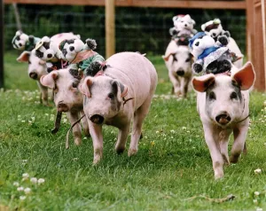Animals pigs carrying teddy bears on their backs A©Mirrorpix Animals pigs carrying teddy bears on their backs A©Mirrorpix