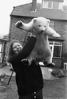 Images Dated 1st April 1974: Animals - Polar Bear - Heave Ho! Lesley hoists up the polar bear cub but she won