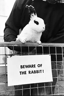 Animals Rabbits - Skippy the rabbit acts as a guard dog by biting people circa Animals Rabbits - Skippy the rabbit acts as a guard dog by biting people circa