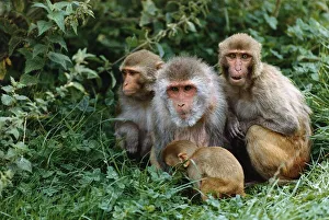 Animals Rhesus Monkeys in Longleat a Safari Park August 1992 Animals Rhesus Monkeys in Longleat a Safari Park August 1992