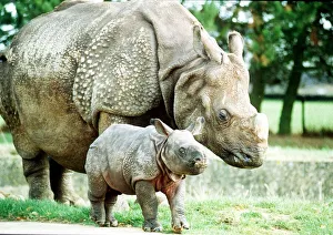 Animals Rhino October 1989 Bardia the rhino with his mother Roopa born 3 weeks ago Animals Rhino October 1989 Bardia the rhino with his mother Roopa born 3 weeks ago