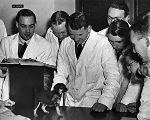 Animals Vets: Trainee Vets seen here at the Royal veterinary Collage, examine a Puppy Animals Vets: Trainee Vets seen here at the Royal veterinary Collage, examine a Puppy