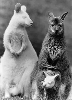 Images Dated 23rd May 1978: Animals-Wallakies A New Line In Jumpers: What do you get when you cross a white wallaby