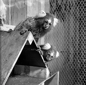 Animals: Zoo: Marmosets from Brazil seen here at Chessington Zoo. August 1953 D4031-002 Animals: Zoo: Marmosets from Brazil seen here at Chessington Zoo. August 1953 D4031-002