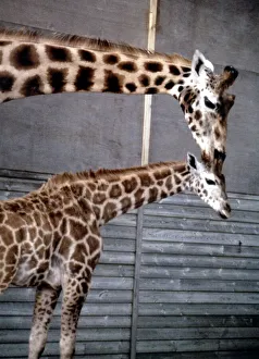 Anne the baby giraffe with her mother Dribbles at Marwell Zoo June 1987 Anne the baby giraffe with her mother Dribbles at Marwell Zoo June 1987