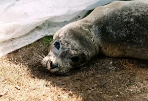 The appealing eyes of Peeps the baby seal rescued from a Norfolk beach circa 1989 The appealing eyes of Peeps the baby seal rescued from a Norfolk beach circa 1989