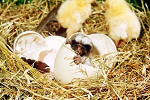 April Fool joke The Chickpanzee a small Monkey hatching from an egg April Fool joke The Chickpanzee a small Monkey hatching from an egg