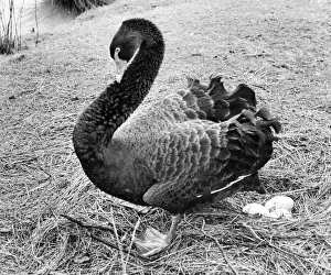 An Australian Black Swan taking a break from sitting on the nest An Australian Black Swan taking a break from sitting on the nest