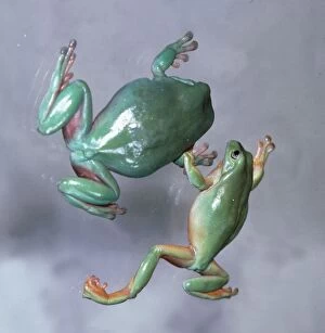 Images Dated 1st February 1980: Australian Tree Frogs kissing on a branch February 1980