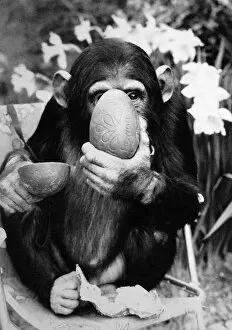 Images Dated 19th April 1984: Baby chimpanzee at Twycross Zoo enjoying an Easter Egg. April 1984
