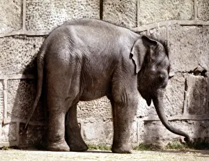 Baby elephant Jubilee, the first to be born in Britain, at Chester Zoo June1977 Baby elephant Jubilee, the first to be born in Britain, at Chester Zoo June1977