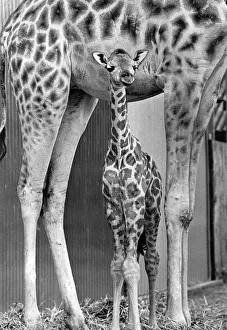 A baby giraffe sheltering underneath its mother A baby giraffe sheltering underneath its mother