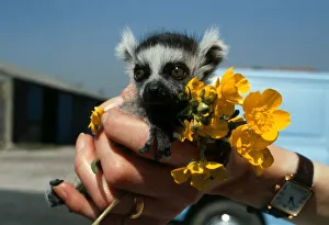 A baby lemur held in the palm of the zookeepers hand soon after his birth at Chester Zoo A baby lemur held in the palm of the zookeepers hand soon after his birth at Chester Zoo
