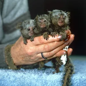 Baby Marmoset Triplets in woman's hands Microchip Baby Marmoset Triplets in woman's hands Microchip