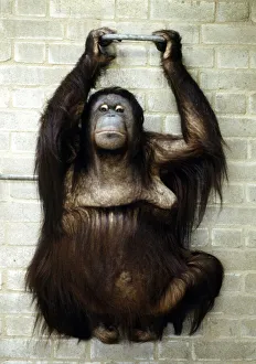 A baby orang-utan at London Zoo March 1984 A baby orang-utan at London Zoo March 1984