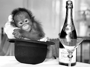A baby Orangutan at Twycross Zoo beside a bottle of Bollinger Champagne A baby Orangutan at Twycross Zoo beside a bottle of Bollinger Champagne