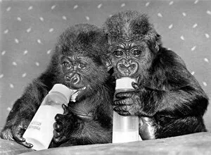 Images Dated 5th March 1987: Two baby orphan gorillas Tamirilla (left) and Tambabi drinking milk from their bottles at