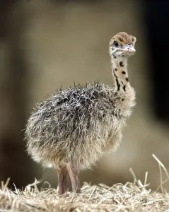 Baby Ostrich at the West Midland Safari Park, Bewdley Baby Ostrich at the West Midland Safari Park, Bewdley