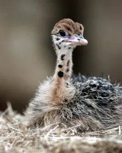 The baby Ostrich at the West Midland Safri Park born to one of the rescued birds The baby Ostrich at the West Midland Safri Park born to one of the rescued birds