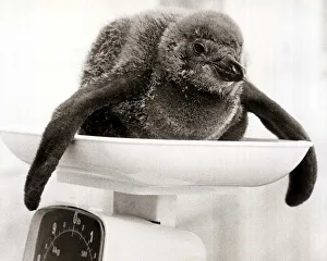 A Baby Penguin Chick on the Weighing Scales - June 1978 at Chesington Zoo A Baby Penguin Chick on the Weighing Scales - June 1978 at Chesington Zoo