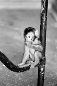 Baby pig-tailed monkey January 1975 75-00240-006 Baby pig-tailed monkey January 1975 75-00240-006