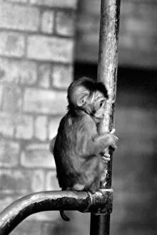 baby pig-tailed monkey January 1975 75-00240-013 baby pig-tailed monkey January 1975 75-00240-013